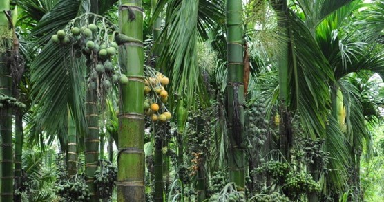 Areca Tree new